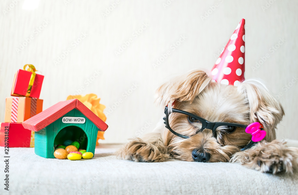 Funny cute Yorkshire Terrier (Yorkie) Dog in red party hat cap lies on  table on background of festive garland and decor. Party, after party, fun,  holiday background, banner. Copy space Stock Photo |
