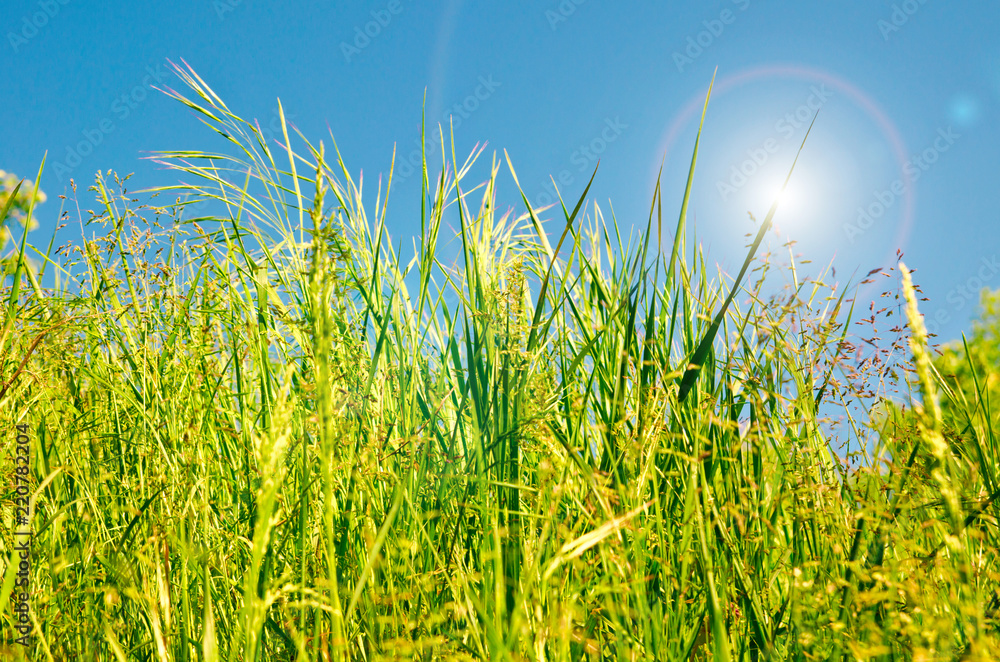 Fototapeta premium green grass