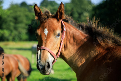 Portrait of the foal in summer