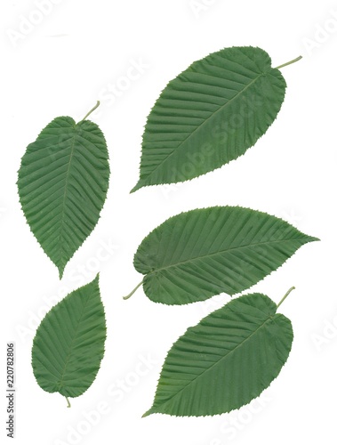 green leaves and seeds of hornbeam tree