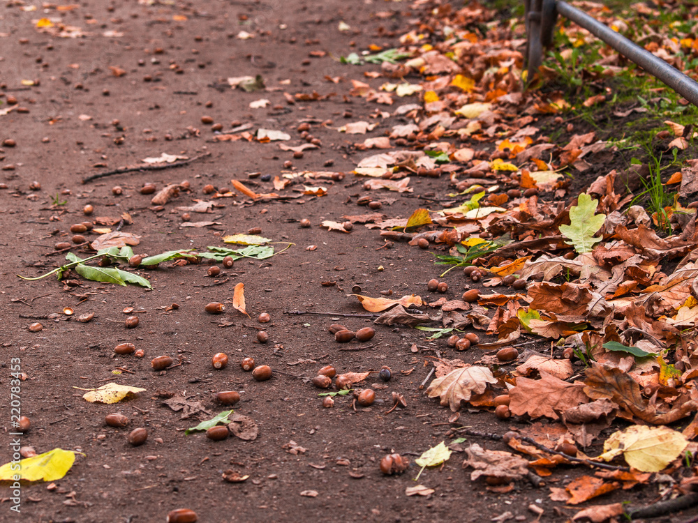 Ripened acorns lie on the ground together with yellow leaves in the autumn in the park Ripened acorns lie on the ground together with yellow leaves in the autumn in the park