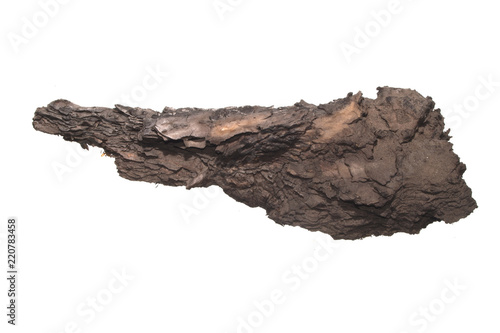 tree bark isolated on white background