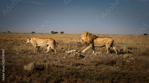 Lions in Africa male and female