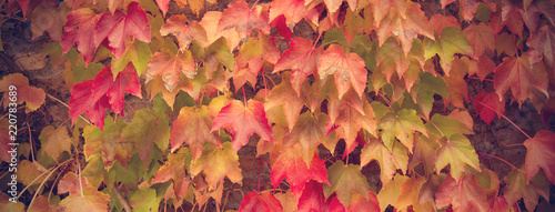 Autumn background. Brick wall wallpaper with maple leaves. Creeper