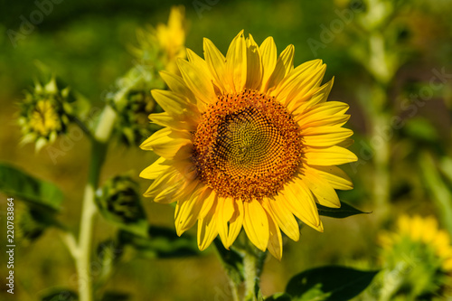 Fototapeta Naklejka Na Ścianę i Meble -  Sunflower in a garden on summer day