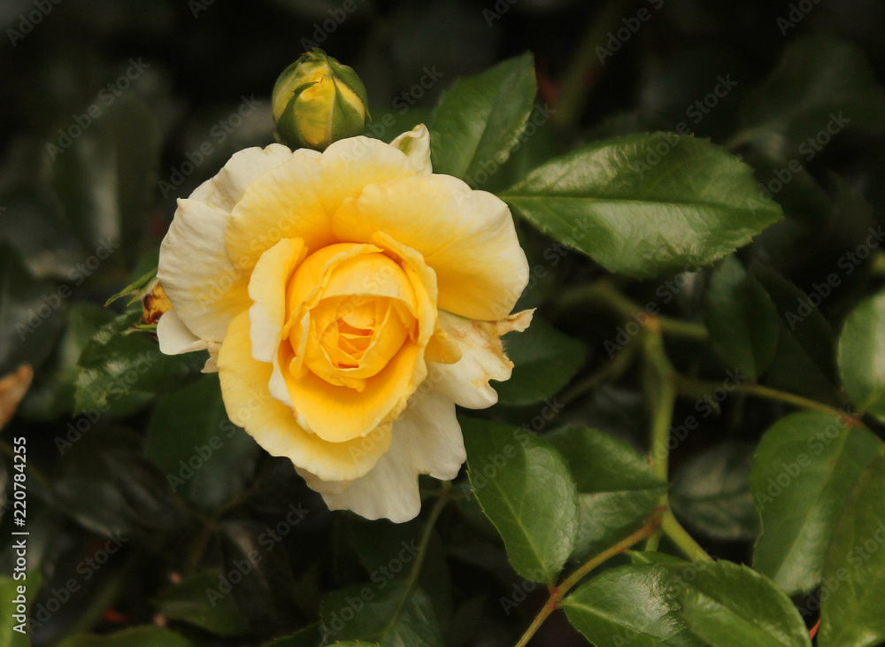 Summer in the garden - beautiful yellow rose at the end of summer Summer in the garden - beautiful yellow rose at the end of summer