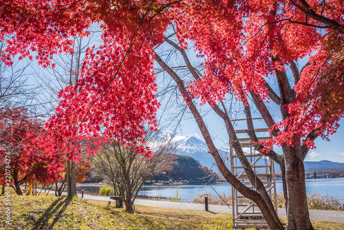 Autumn Season and Mountain Fuji at lake Kawaguchiko