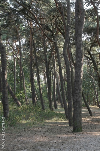 various landscape with trees in Jastrzebia Gora sea-side resort