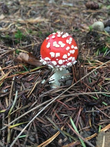 Red mushroom 5