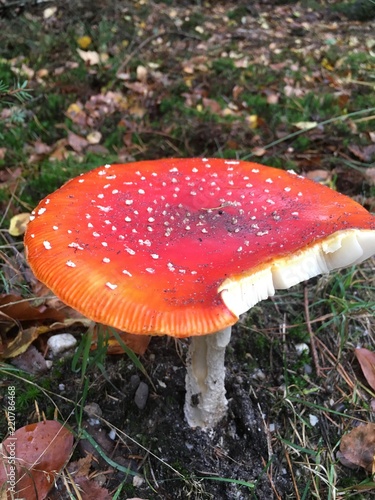 Red mushroom 4