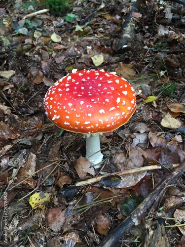 Red mushroom 2