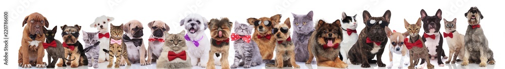 stylish dogs and cats of different breeds wearing bowties