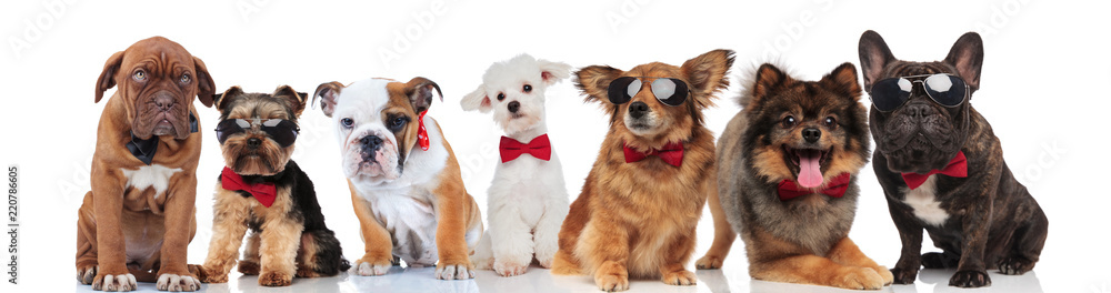 many gentlemen dogs with bowties on white background many gentlemen dogs with bowties on white background