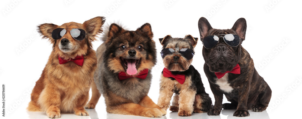 four cute dogs with bowties and sunglasses on white background
