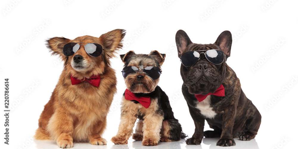 Fototapeta premium group of three cool dogs with red bowties