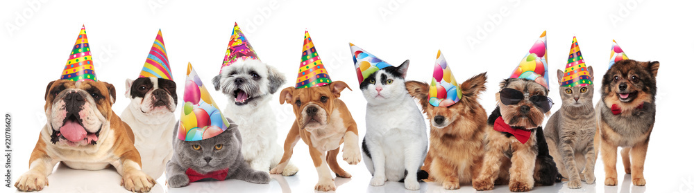 dogs and cats of different breeds wearing colorful birthday hats