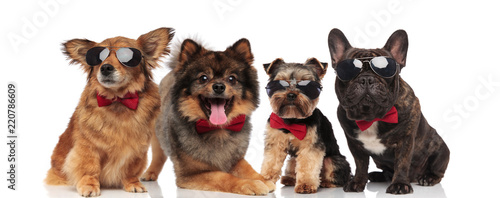 four cute dogs with bowties and sunglasses on white background © Viorel Sima