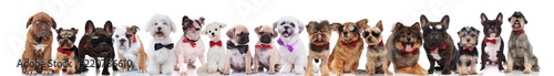 adorable large team of stylish dogs with bowties