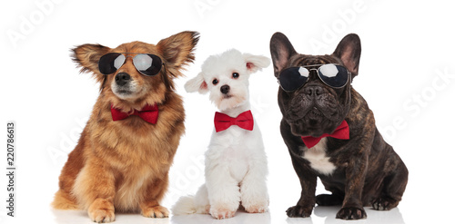 three stylish dogs of different breeds wearing sunglasses and bowties