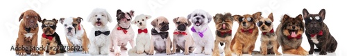 large team of cute stylish dogs of different breeds