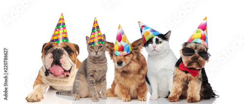 team of five cats and dogs ready for birthday party