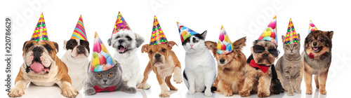 dogs and cats of different breeds wearing colorful birthday hats