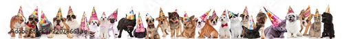 many adorable cats and dogs ready for birthday party