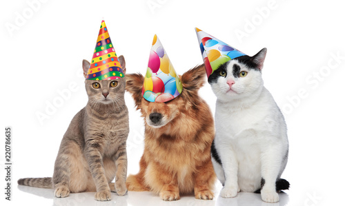 three mixed pets wearing colorful birthday caps