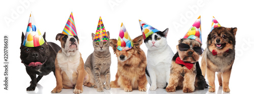 team of seven happy pets wearing colorful birthday hats
