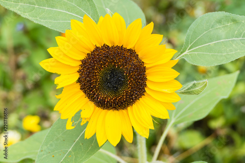 Fototapeta Naklejka Na Ścianę i Meble -  Sonnenblume Close-up