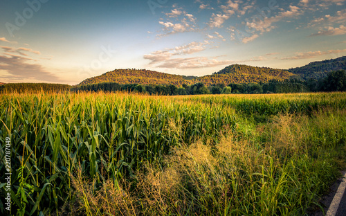 Corn fields / Camps de blat