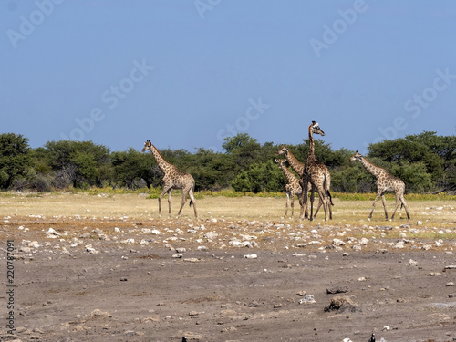 South African giraffe, Giraffa giraffa giraffa, near waterhole, Etosha National Park, Namibia