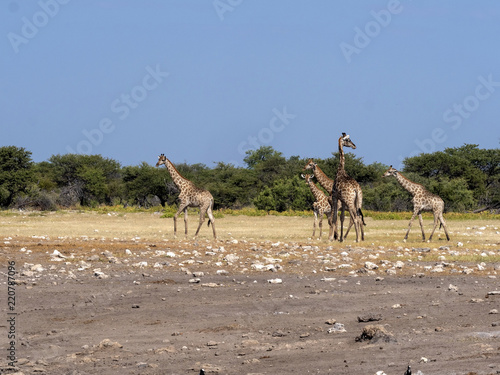 Groups of ungulates at waterhole, Etosha, Namibia