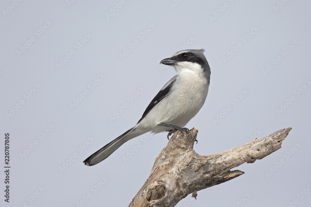 Ταπετσαρία loggerhead shrike (Lanius ludovicianus) perched on a branch.