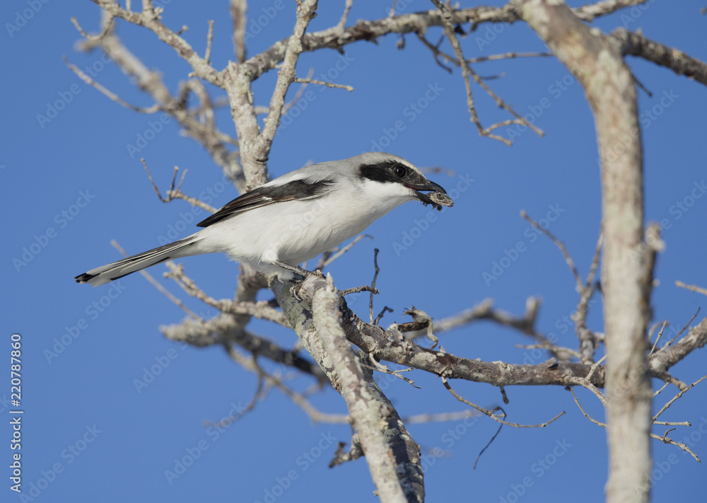 loggerhead shrike (Lanius ludovicianus) eating a lizard in a tree. loggerhead shrike (Lanius ludovicianus) eating a lizard in a tree.