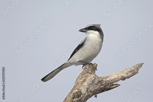 loggerhead shrike (Lanius ludovicianus) perched on a branch.