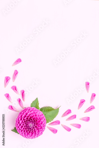 Fototapeta Naklejka Na Ścianę i Meble -  Dahlia ball-barbarry and petals with green leaves - top view on pink bright summer flower