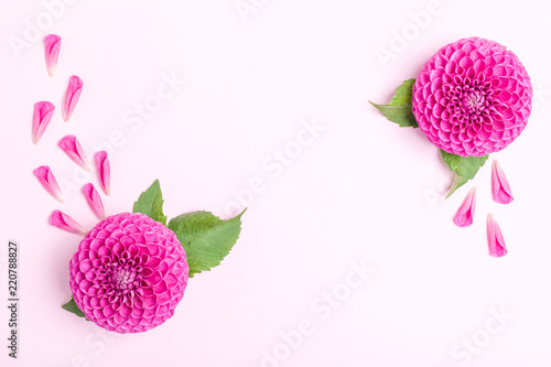 Fototapeta Naklejka Na Ścianę i Meble -  Dahlia ball-barbarry and petals with green leaves - top view on pink bright summer flower