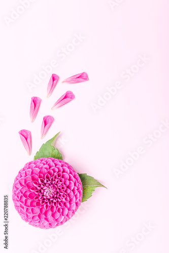 Fototapeta Naklejka Na Ścianę i Meble -  Dahlia ball-barbarry and petals with green leaves - top view on pink bright summer flower