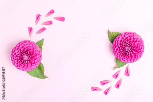Fototapeta Naklejka Na Ścianę i Meble -  Dahlia ball-barbarry and petals with green leaves - top view on pink bright summer flower