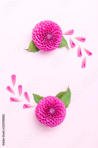 Fototapeta Naklejka Na Ścianę i Meble -  Dahlia ball-barbarry and petals with green leaves - top view on pink bright summer flower