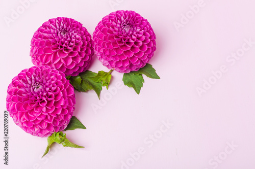 Fototapeta Naklejka Na Ścianę i Meble -  Dahlia ball-barbarry flowers with green leaves and buds.