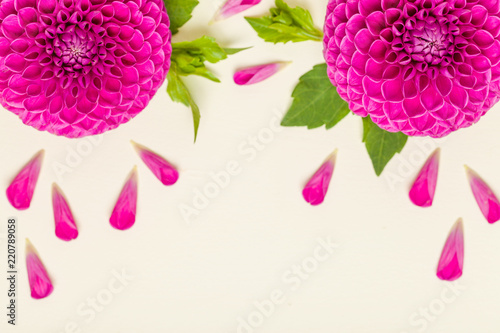 Fototapeta Naklejka Na Ścianę i Meble -  Dahlia ball-barbarry flowers with green leaves and buds.