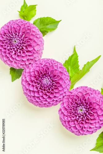 Fototapeta Naklejka Na Ścianę i Meble -  Dahlia ball-barbarry with green leaves and buds - top view on pink bright summer flower on pastel background.