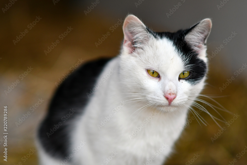 cat, animal, kitten, pet, white, cute, feline, domestic, fur, kitty, eyes,  portrait, pets, nature, eye, beautiful, black, animals, mammal, face,  green, young, isolated, fluffy, adorable Stock Photo | Adobe Stock