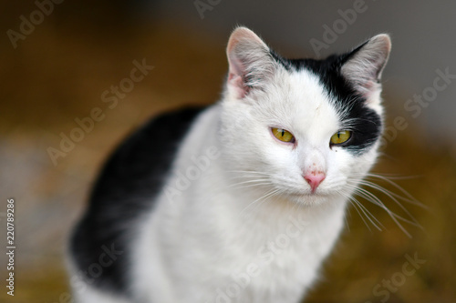 cat, animal, kitten, pet, white, cute, feline, domestic, fur, kitty, eyes, portrait, pets, nature, eye, beautiful, black, animals, mammal, face, green, young, isolated, fluffy, adorable