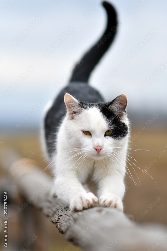 cat, kitten, animal, pet, feline, cute, white, domestic, kitty, portrait,  fur, eyes, pets, nature, baby, young, animals, mammal, green, small,  adorable, beautiful, looking, eye, tabby Stock Photo | Adobe Stock
