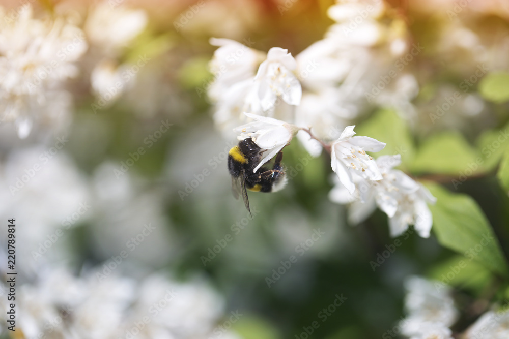 Summer, spring fairy background. Large bumblebee in flowers. Summer, spring fairy background. Large bumblebee in flowers.