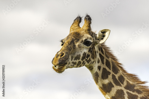 Fototapeta Naklejka Na Ścianę i Meble -  Close up of head of female Massai Giraffe. The ossicones are thin with tufts of hair on top. The mane has short, erect hairs. The coat has a unique pattern of blotches or patches. 