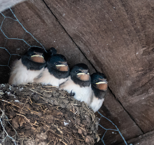 Four Barn Swallow chicks photo